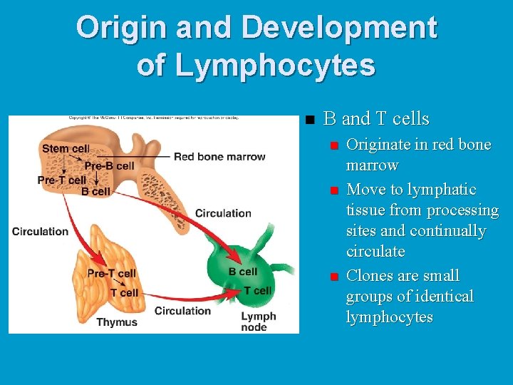 Origin and Development of Lymphocytes n B and T cells n n n Originate