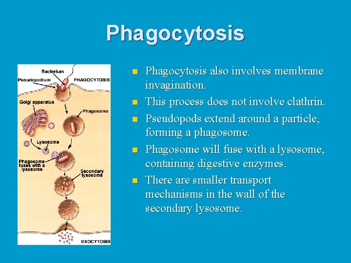 Phagocytosis n n n Phagocytosis also involves membrane invagination. This process does not involve