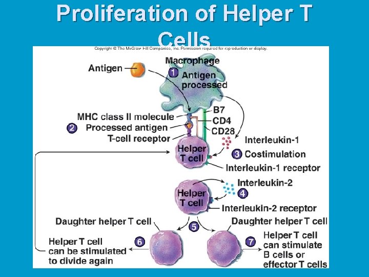 Proliferation of Helper T Cells 