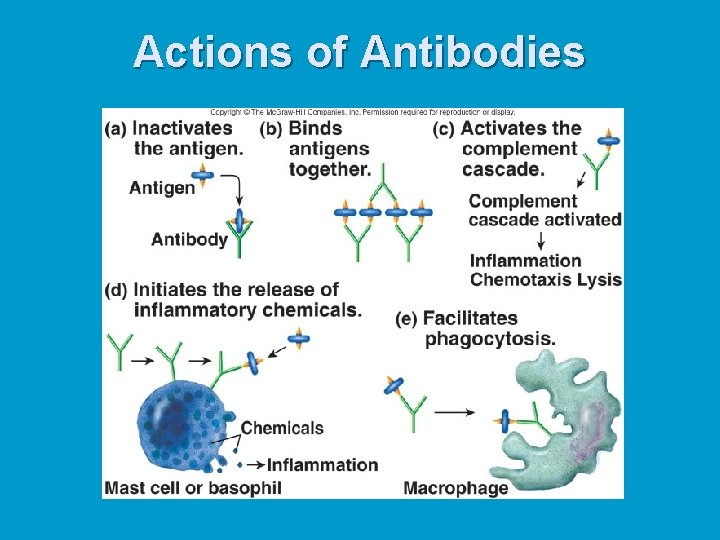 Actions of Antibodies 