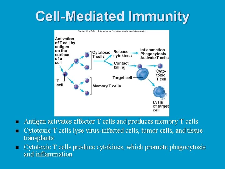 Cell-Mediated Immunity n n n Antigen activates effector T cells and produces memory T