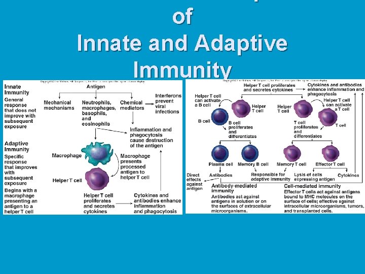 of Innate and Adaptive Immunity 