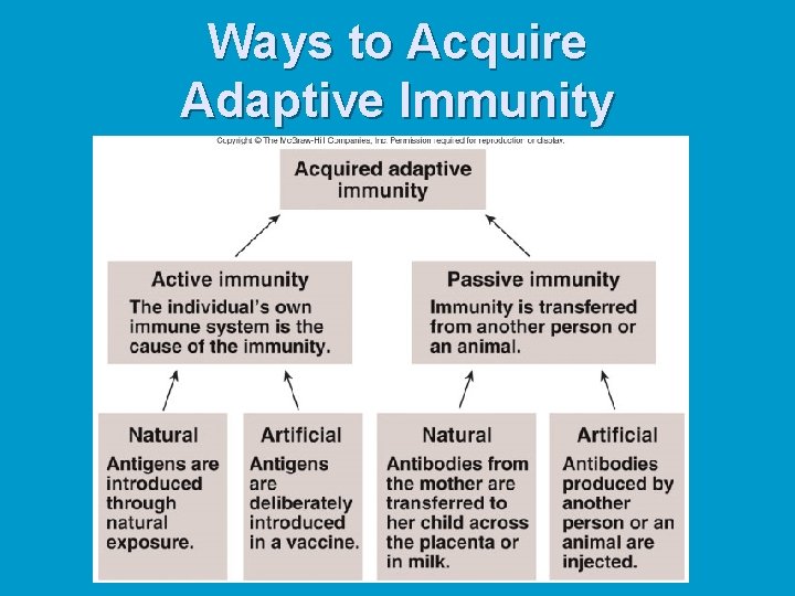 Ways to Acquire Adaptive Immunity 