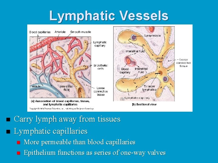 Lymphatic Vessels n n Carry lymph away from tissues Lymphatic capillaries n n More
