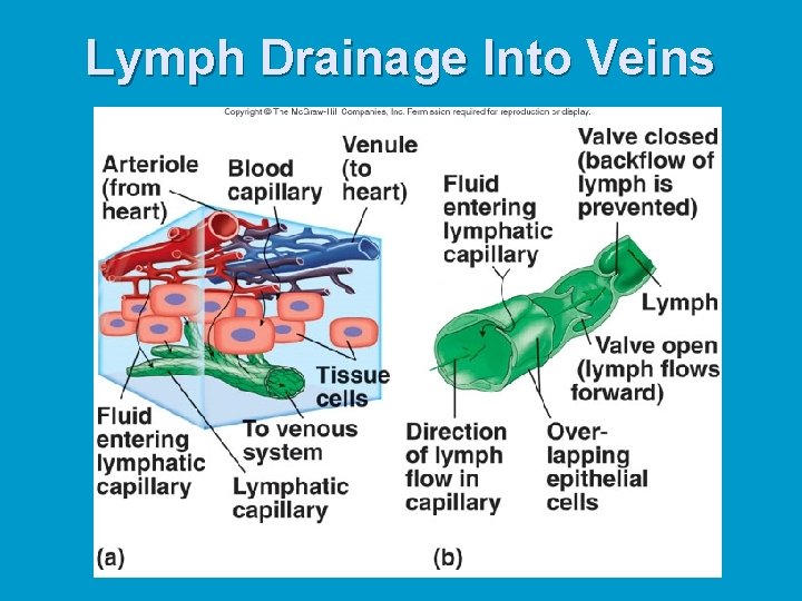 Lymph Drainage Into Veins 