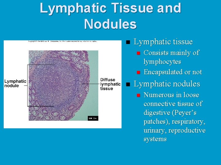 Lymphatic Tissue and Nodules n Lymphatic tissue n n n Consists mainly of lymphocytes