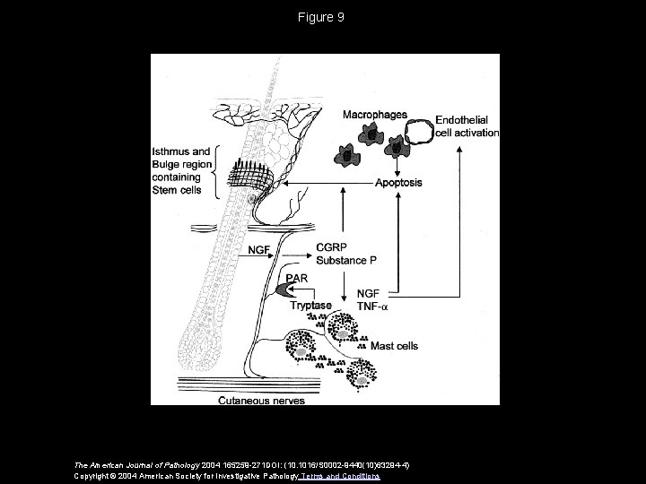 Figure 9 The American Journal of Pathology 2004 165259 -271 DOI: (10. 1016/S 0002