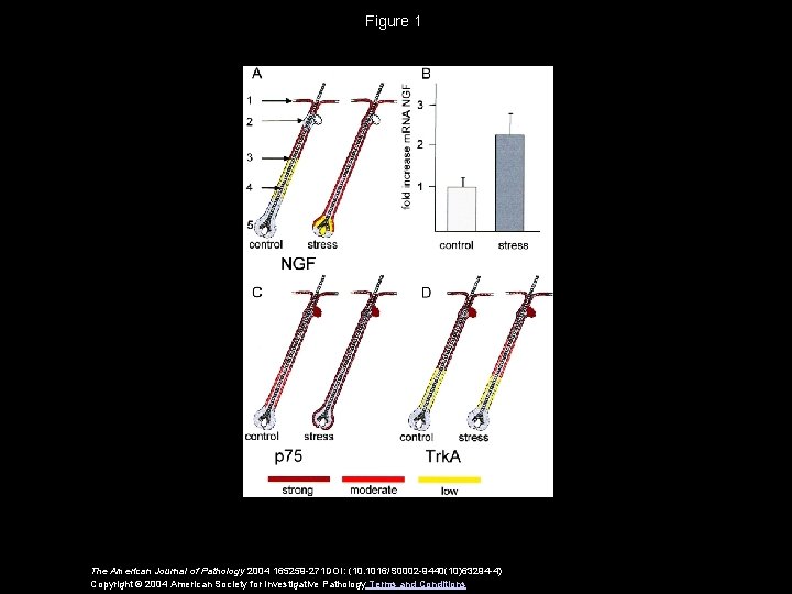 Figure 1 The American Journal of Pathology 2004 165259 -271 DOI: (10. 1016/S 0002
