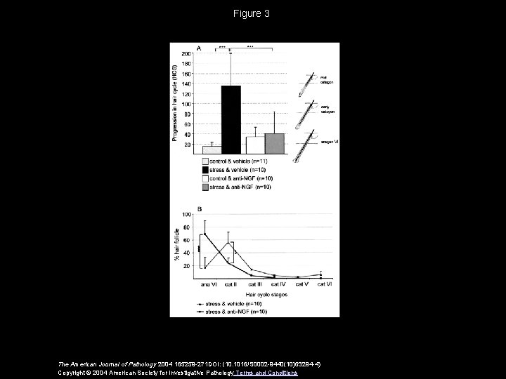 Figure 3 The American Journal of Pathology 2004 165259 -271 DOI: (10. 1016/S 0002