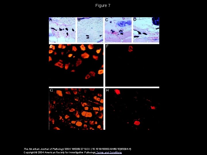 Figure 7 The American Journal of Pathology 2004 165259 -271 DOI: (10. 1016/S 0002