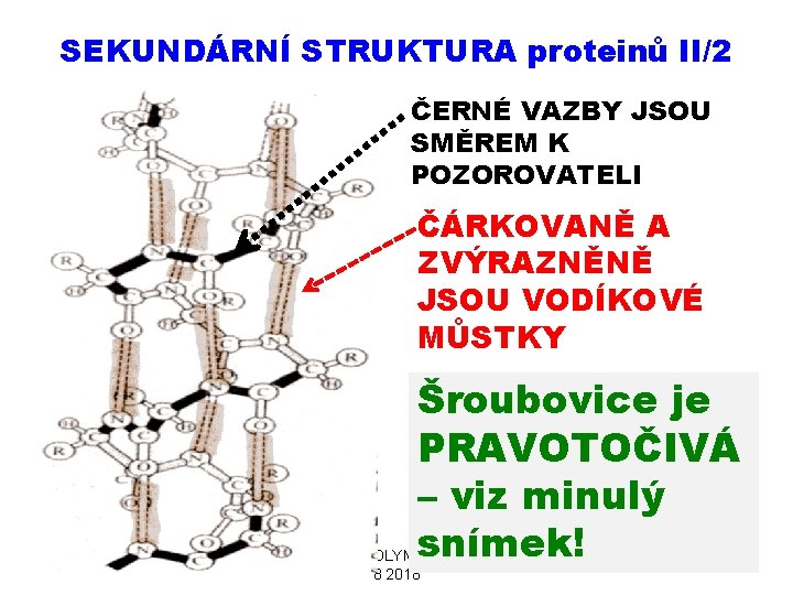 SEKUNDÁRNÍ STRUKTURA proteinů II/2 ČERNÉ VAZBY JSOU SMĚREM K POZOROVATELI ČÁRKOVANĚ A ZVÝRAZNĚNĚ JSOU