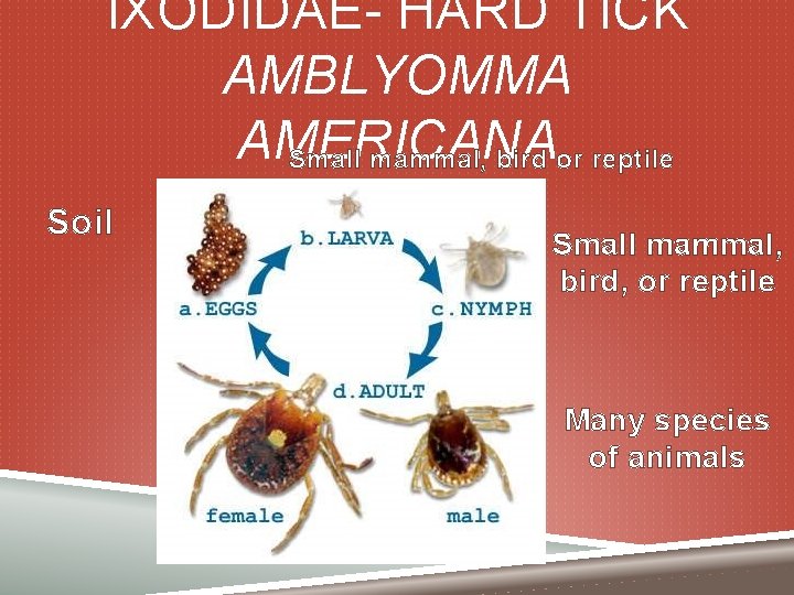 IXODIDAE- HARD TICK AMBLYOMMA AMERICANA Small mammal, bird or reptile Soil Small mammal, bird,
