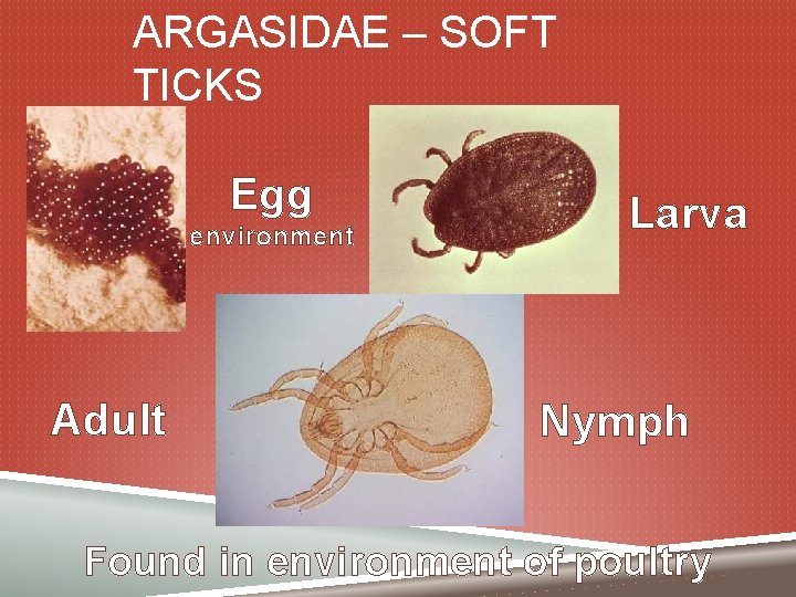 ARGASIDAE – SOFT TICKS Egg environment Adult Larva Nymph Found in environment of poultry