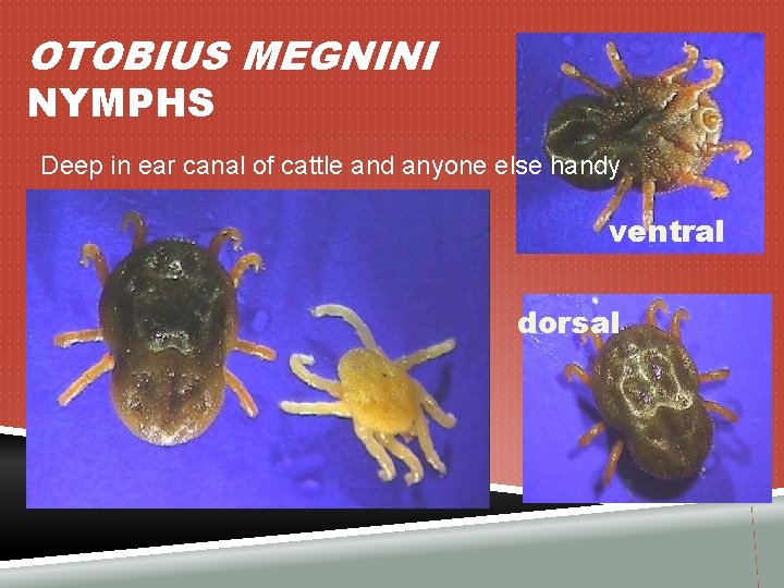 OTOBIUS MEGNINI NYMPHS Deep in ear canal of cattle and anyone else handy ventral