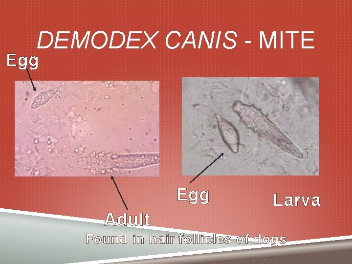 DEMODEX CANIS - MITE Egg Larvae Egg Adult Larva Found in hair follicles of