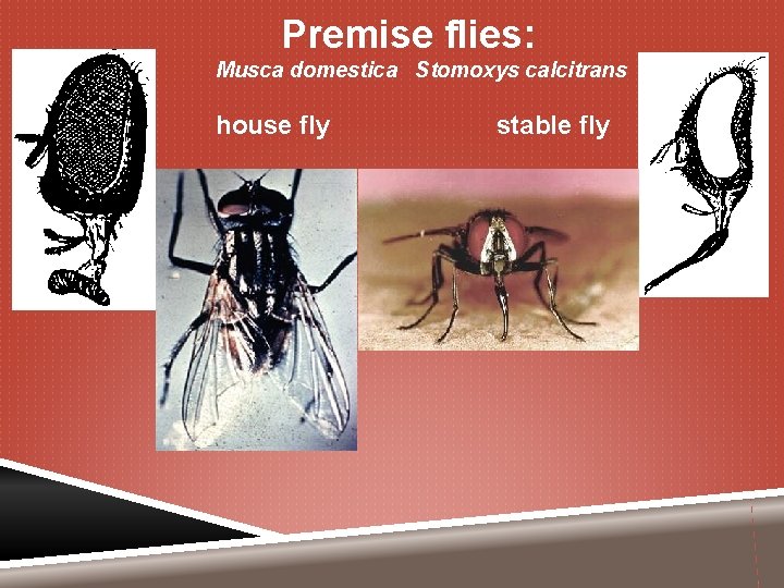 Premise flies: Musca domestica Stomoxys calcitrans house fly stable fly 