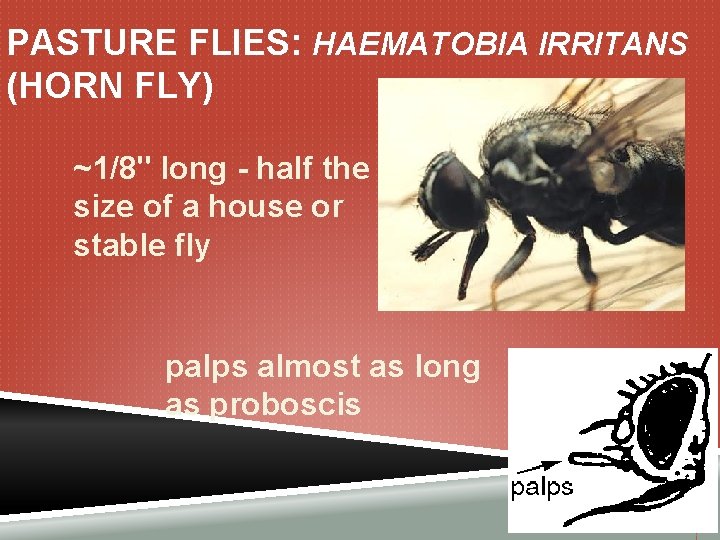 PASTURE FLIES: HAEMATOBIA IRRITANS (HORN FLY) ~1/8" long - half the size of a