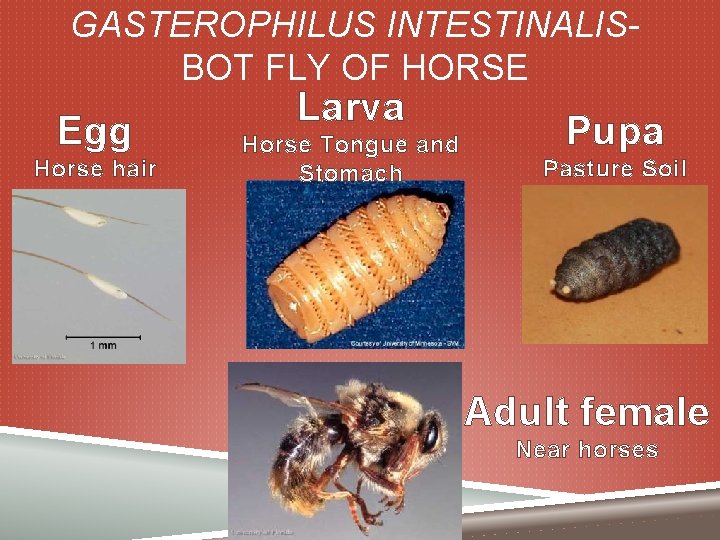 GASTEROPHILUS INTESTINALISBOT FLY OF HORSE Egg Horse hair Larva Horse Tongue and Stomach Pupa
