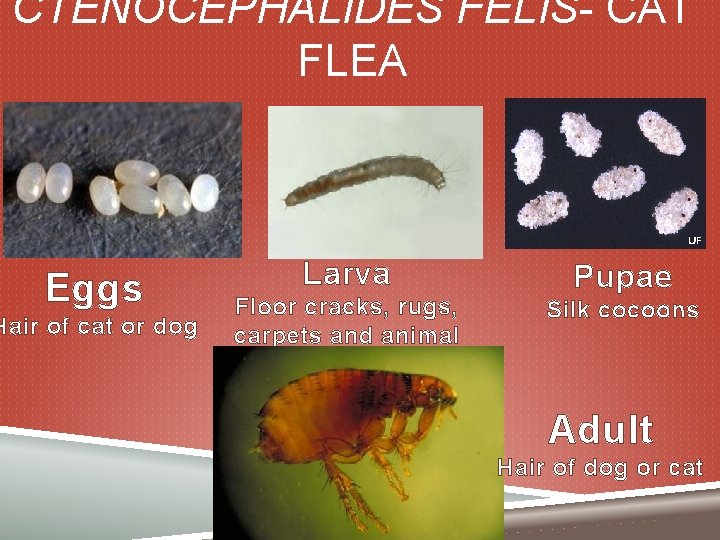 CTENOCEPHALIDES FELIS- CAT FLEA Eggs Hair of cat or dog Larva Floor cracks, rugs,