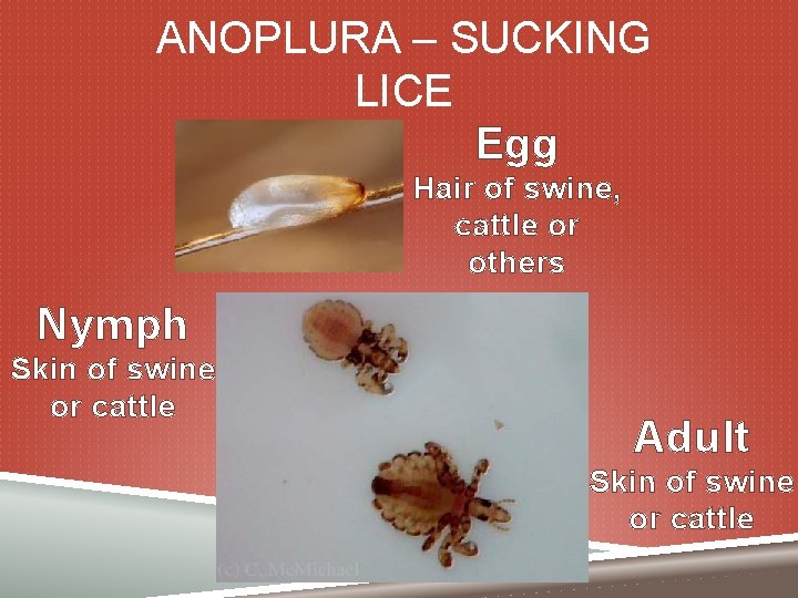 ANOPLURA – SUCKING LICE Egg Hair of swine, cattle or others Nymph Skin of