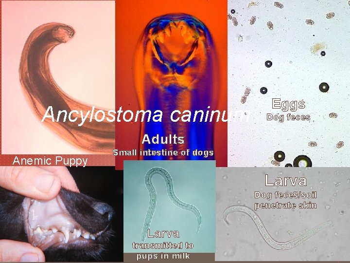 Ancylostoma caninum Eggs Dog feces Adults Anemic Puppy Small intestine of dogs Larva Dog