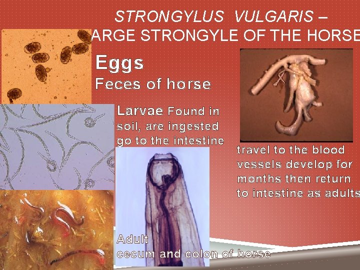 STRONGYLUS VULGARIS – LARGE STRONGYLE OF THE HORSE Eggs Feces of horse Larvae Found