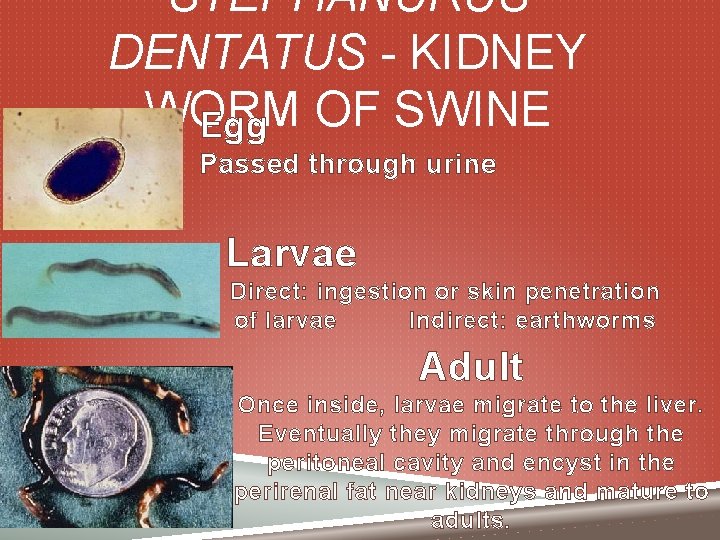 STEPHANURUS DENTATUS - KIDNEY WORM Egg OF SWINE Passed through urine Larvae Direct: ingestion