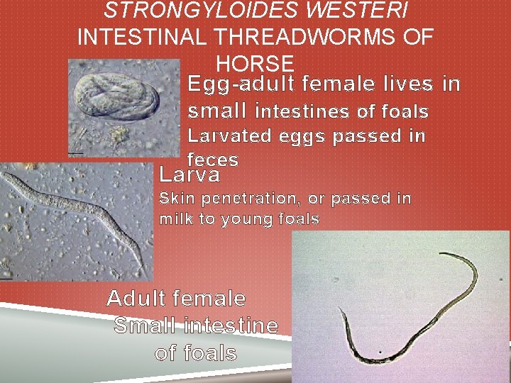 STRONGYLOIDES WESTERI INTESTINAL THREADWORMS OF HORSE Egg-adult female lives in small intestines of foals