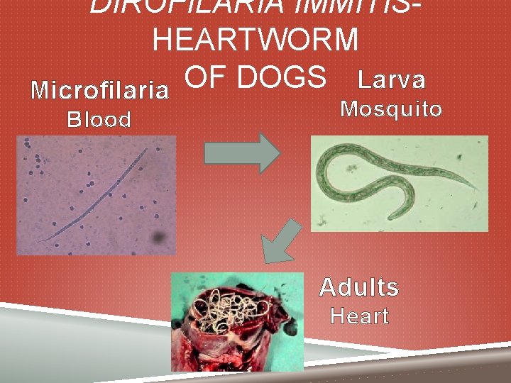 DIROFILARIA IMMITISHEARTWORM Microfilaria OF DOGS Larva Blood Mosquito Adults Heart 