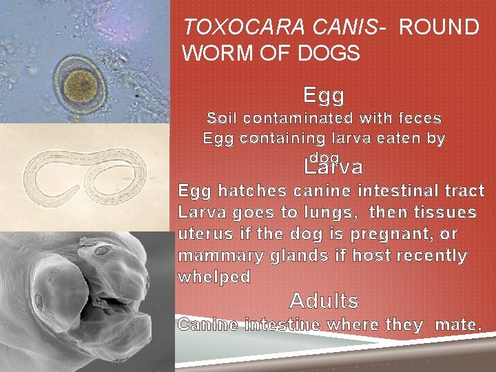 TOXOCARA CANIS- ROUND WORM OF DOGS Egg Soil contaminated with feces Egg containing larva
