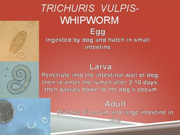 TRICHURIS VULPISWHIPWORM Egg Ingested by dog and hatch in small intestine Larva Penetrate into