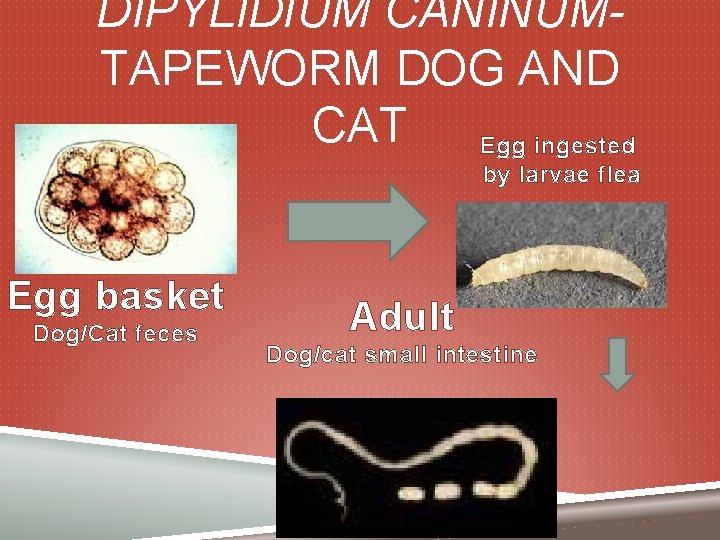 DIPYLIDIUM CANINUMTAPEWORM DOG AND CAT Egg ingested by larvae flea Egg basket Dog/Cat feces