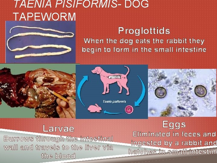 TAENIA PISIFORMIS- DOG TAPEWORM Proglottids When the dog eats the rabbit they begin to