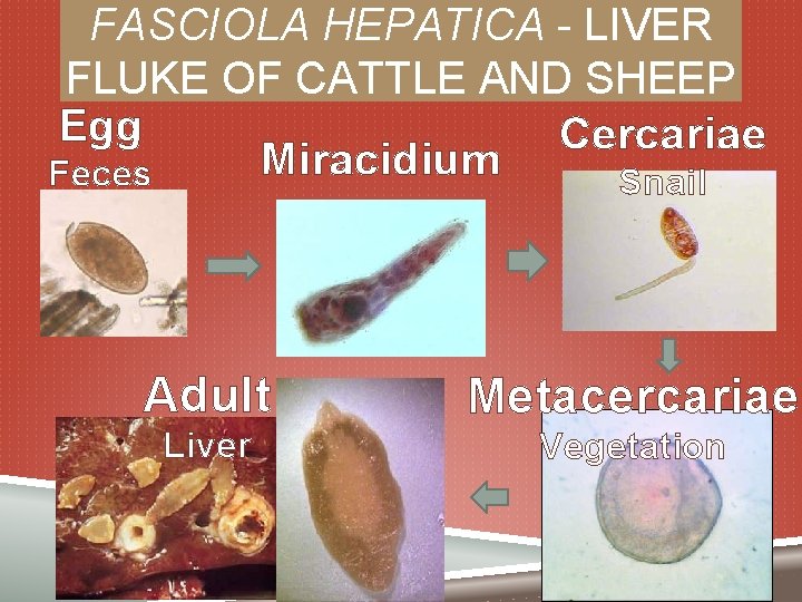 FASCIOLA HEPATICA - LIVER FLUKE OF CATTLE AND SHEEP Egg Cercariae Miracidium Feces Snail