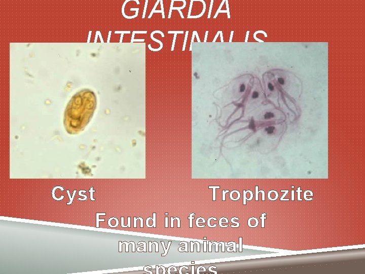 GIARDIA INTESTINALIS Cyst Trophozite Found in feces of many animal 