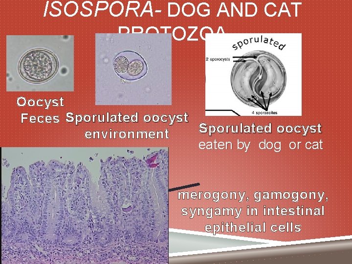 ISOSPORA- DOG AND CAT PROTOZOA Oocyst Feces Sporulated oocyst environment eaten by dog or