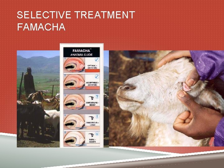 SELECTIVE TREATMENT FAMACHA 