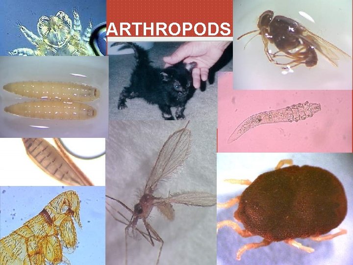 ARTHROPODS 