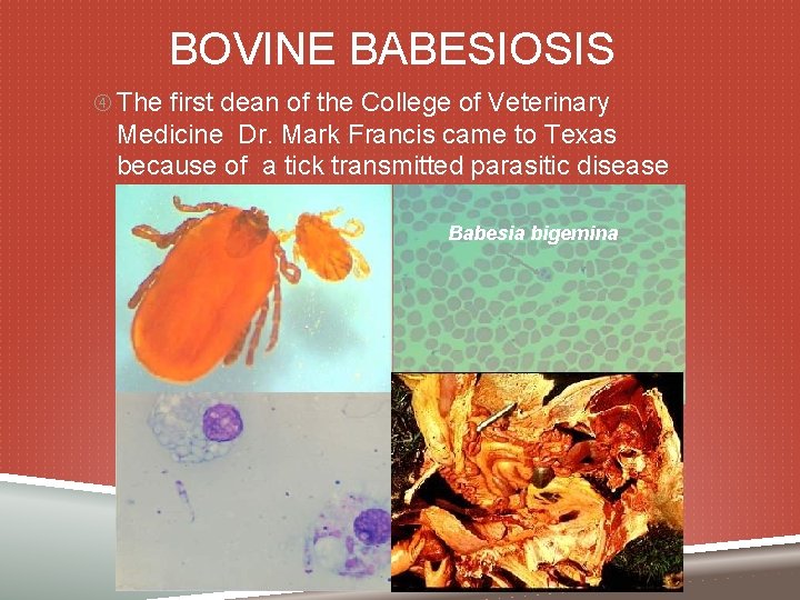 BOVINE BABESIOSIS The first dean of the College of Veterinary Medicine Dr. Mark Francis