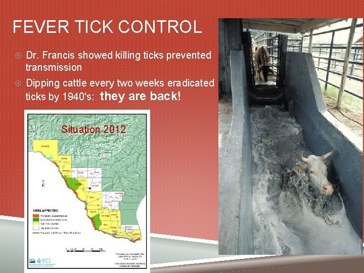 FEVER TICK CONTROL Dr. Francis showed killing ticks prevented transmission Dipping cattle every two