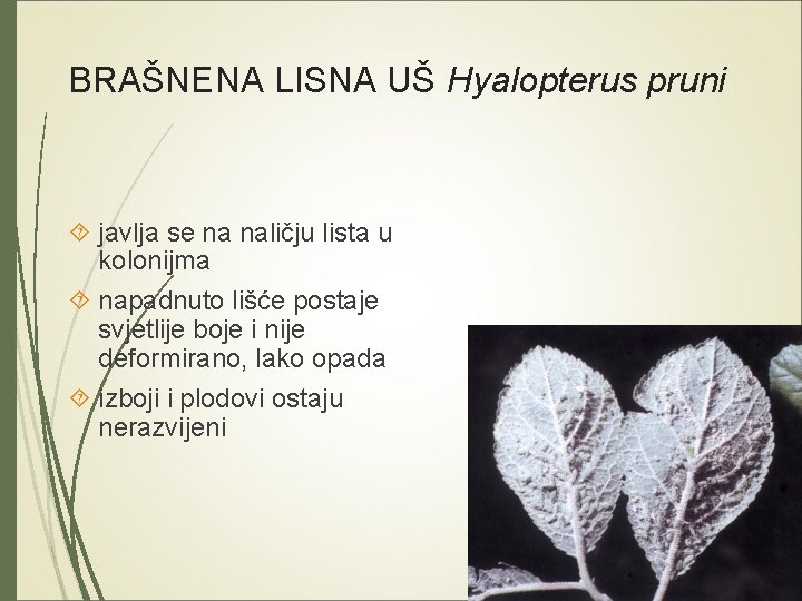 BRAŠNENA LISNA UŠ Hyalopterus pruni javlja se na naličju lista u kolonijma napadnuto lišće