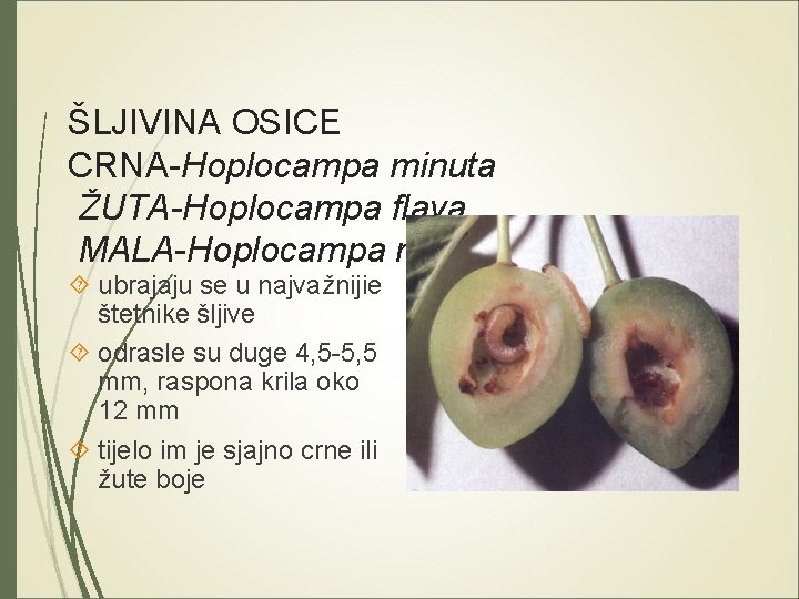 ŠLJIVINA OSICE CRNA-Hoplocampa minuta ŽUTA-Hoplocampa flava MALA-Hoplocampa rutilicornis ubrajaju se u najvažnijie štetnike šljive