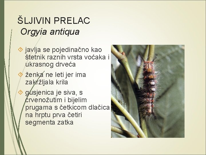 ŠLJIVIN PRELAC Orgyia antiqua javlja se pojedinačno kao štetnik raznih vrsta voćaka i ukrasnog