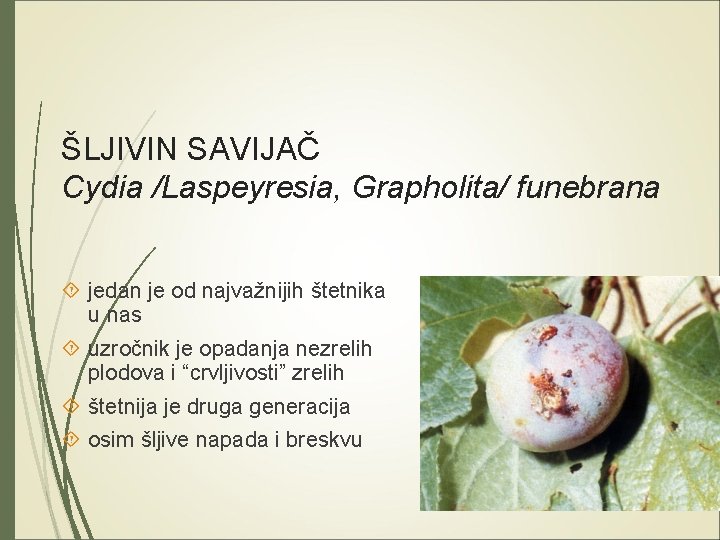 ŠLJIVIN SAVIJAČ Cydia /Laspeyresia, Grapholita/ funebrana jedan je od najvažnijih štetnika u nas uzročnik