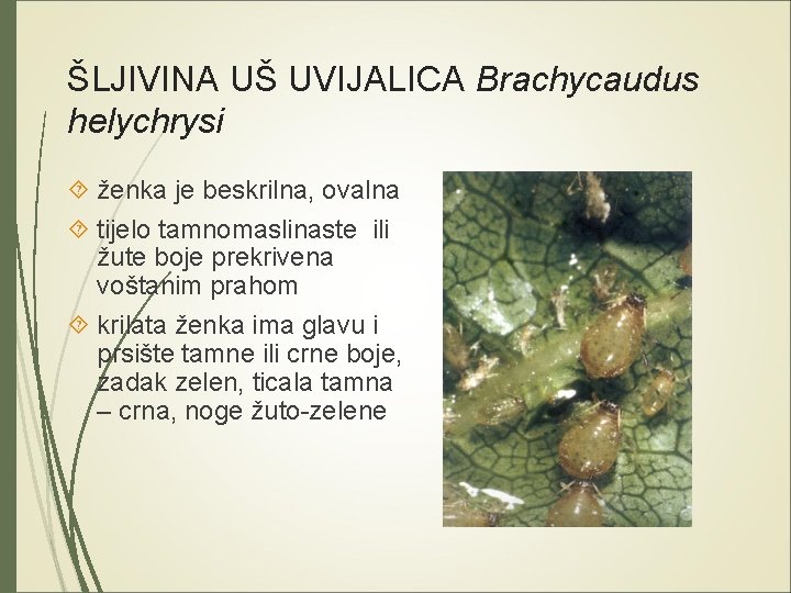ŠLJIVINA UŠ UVIJALICA Brachycaudus helychrysi ženka je beskrilna, ovalna tijelo tamnomaslinaste ili žute boje