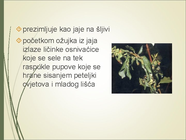  prezimljuje kao jaje na šljivi početkom ožujka iz jaja izlaze ličinke osnivaćice koje