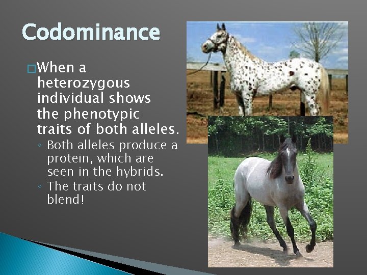 Codominance � When a heterozygous individual shows the phenotypic traits of both alleles. ◦