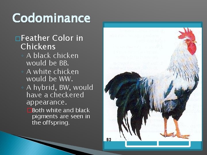 Codominance � Feather Color in Chickens ◦ A black chicken would be BB. ◦