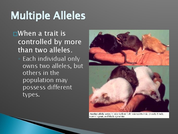 Multiple Alleles � When a trait is controlled by more than two alleles. ◦