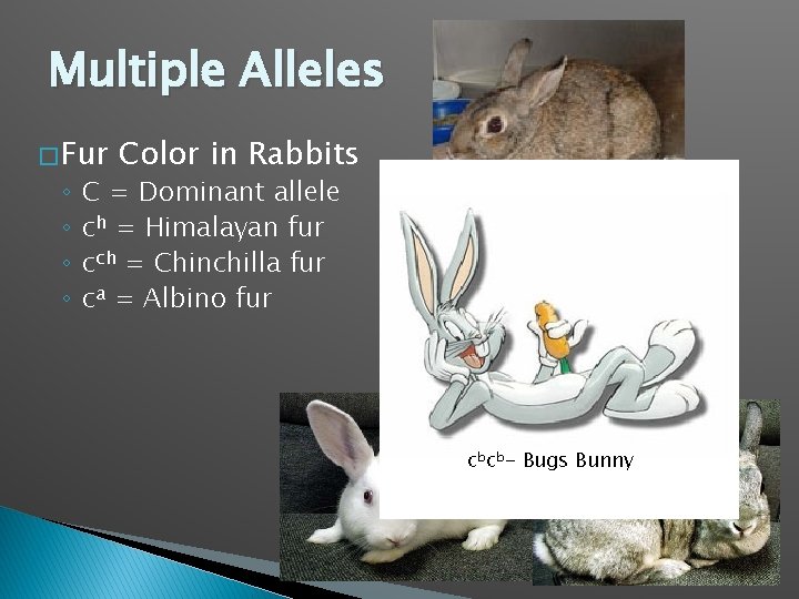 Multiple Alleles � Fur ◦ ◦ Color in Rabbits C = Dominant allele ch